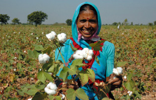 インドのオーガニック・コットンを栽培する女性